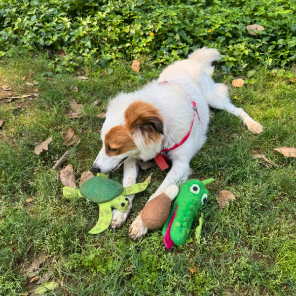 Felt Tortoise Dog Toy - Image 3