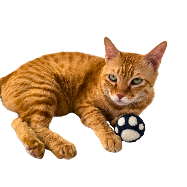Pawpuri Ball Pet Toy - Image 2