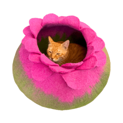 Bloom Cat Cave